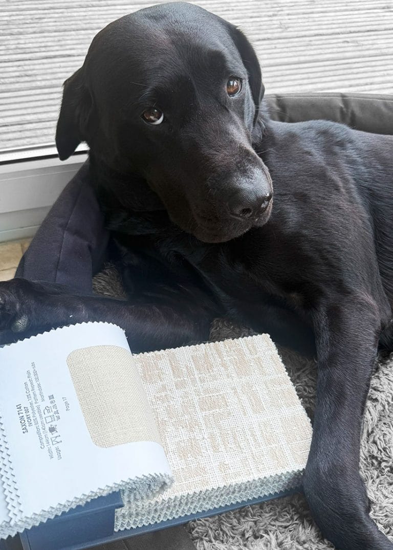 Luxury Yorkshire Interior Design Jessica Kathryns Dog, Digby.